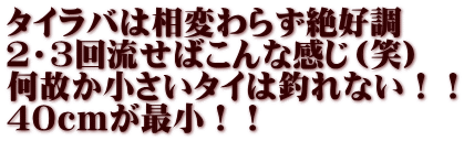 タイラバは相変わらず絶好調 ２・3回流せばこんな感じ（笑） 何故か小さいタイは釣れない！！ ４０ｃｍが最小！！