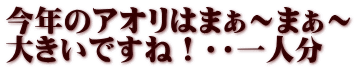 今年のアオリはまぁ～まぁ～ 大きいですね！・・一人分