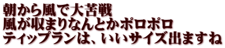 朝から風で大苦戦 風が収まりなんとかポロポロ ティップランは、いいサイズ出ますね