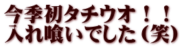 今季初タチウオ！！ 入れ喰いでした（笑）