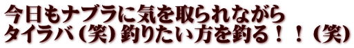 今日もナブラに気を取られながら タイラバ（笑）釣りたい方を釣る！！（笑）