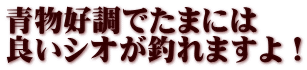 青物好調でたまには 良いシオが釣れますよ！