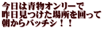 今日は青物オンリーで 昨日見つけた場所を回って 朝からバッチシ！！ 