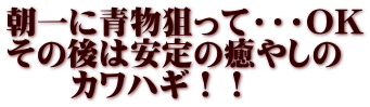 朝一に青物狙って・・・OK その後は安定の癒やしの 　　カワハギ！！