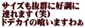 サイズも抜群に好調に 連れます（笑） ドデカイの喰いますわぁ