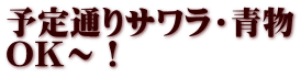 予定通りサワラ・青物 OK～！