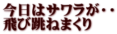 今日はサワラが・・ 飛び跳ねまくり