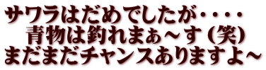 サワラはだめでしたが・・・・ 　青物は釣れまぁ～す（笑） まだまだチャンスありますよ～