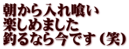 朝から入れ喰い 楽しめました 釣るなら今です（笑）