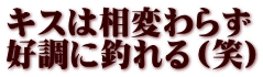 キスは相変わらず 好調に釣れる（笑）