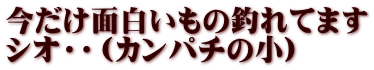 今だけ面白いもの釣れてます シオ・・（カンパチの小）