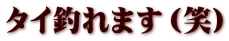 タイ釣れます（笑）