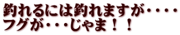 釣れるには釣れますが・・・・ フグが・・・じゃま！！