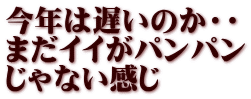 今年は遅いのか・・ まだイイがパンパン じゃない感じ 