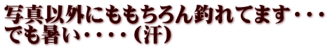 写真以外にももちろん釣れてます・・・ でも暑い・・・・（汗）