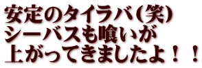 安定のタイラバ(笑） シーバスも喰いが 上がってきましたよ！！