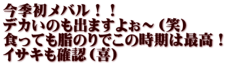 今季初メバル！！ デカいのも出ますよぉ～（笑） 食っても脂のりでこの時期は最高！ イサキも確認（喜）